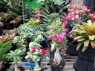 บรรยากาศ ตลาดต้นไม้เจ้าจอม