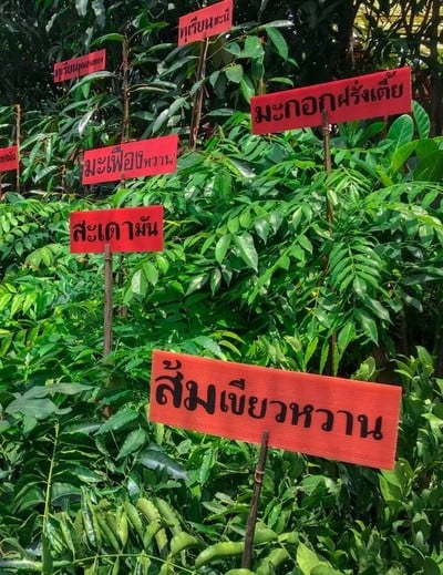 บรรยากาศ ตลาดต้นไม้ศรีนครินทร์