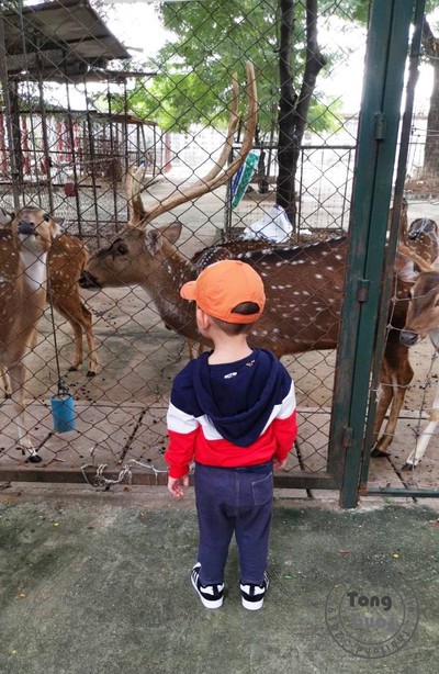 พาตงตงเที่ยวดูสัตว์ที่สามพราน( going to Zoo to...)