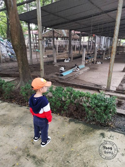 พาตงตงเที่ยวดูสัตว์ที่สามพราน( going to Zoo to...)