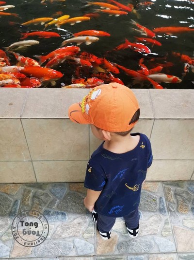 พาตงตงเที่ยวดูสัตว์ที่สามพราน( going to Zoo to...)