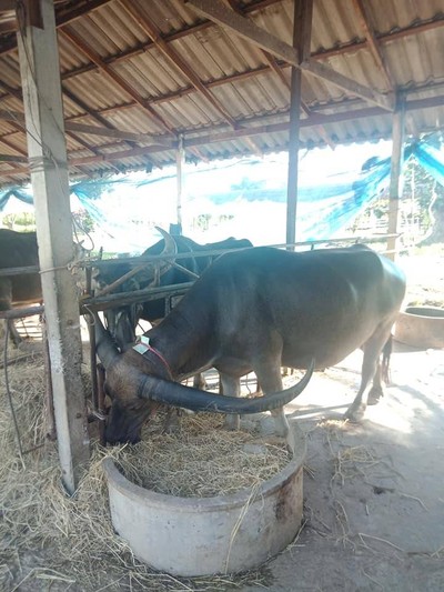 ทริปนี้ที่สุพรรณ