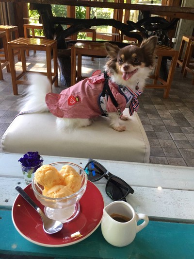 วานิลลาอัฟโฟกาโต้