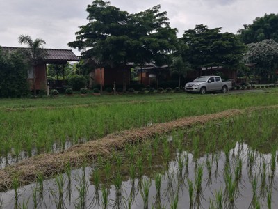 ให้ธรรมชาติบำบัด ที่ เฮือนแม่ธัญญา ดอยสะเก็ด เชียงใหม่เจ้า