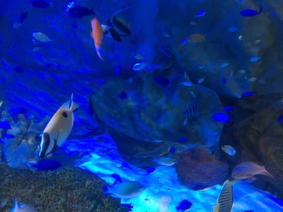 わくわく海中水族館シードーナツ