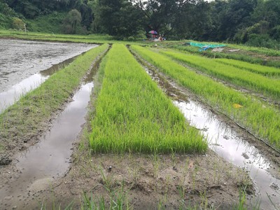 ให้ธรรมชาติบำบัด ที่ เฮือนแม่ธัญญา ดอยสะเก็ด เชียงใหม่เจ้า
