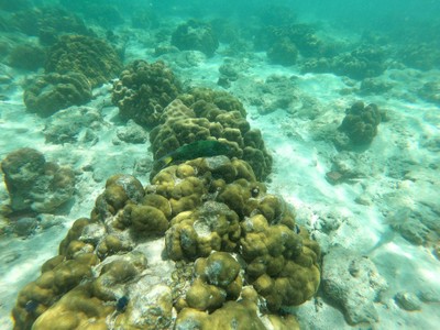 เกาะหลีเป๊ะ