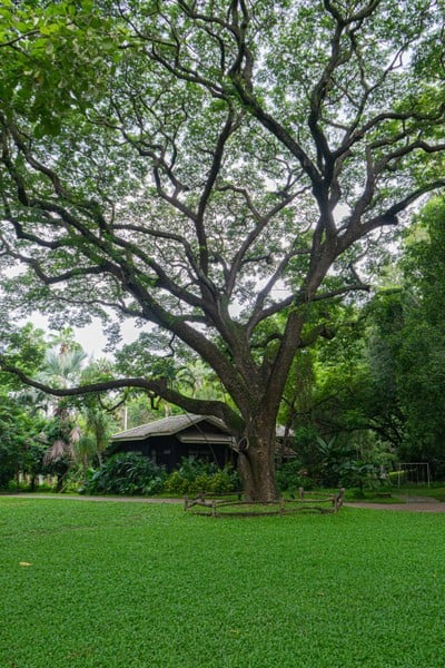 เก๊าไม้ล้านนารีสอร์ท