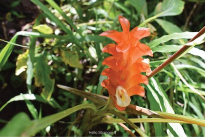 ตามล่าหาหัวใจที่...น้ำตกปิตุ๊โกร