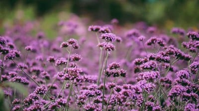 บรรยากาศ ทุ่งดอกเวอร์บีน่า