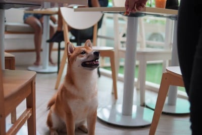 Dog In Town เอกมัย
