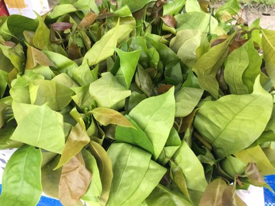 วิธีทำ ใบเหรียงผัดไข่ วิธีทำ ใบเหรียงผัดไข่