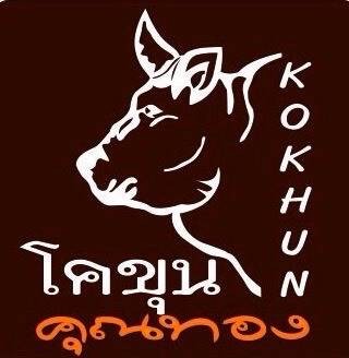 โคขุนคุณทอง โพนยางคำ นวลจันทร์ 21 โคขุนคุณทอง โพนยางคำ นวลจันทร์ 21