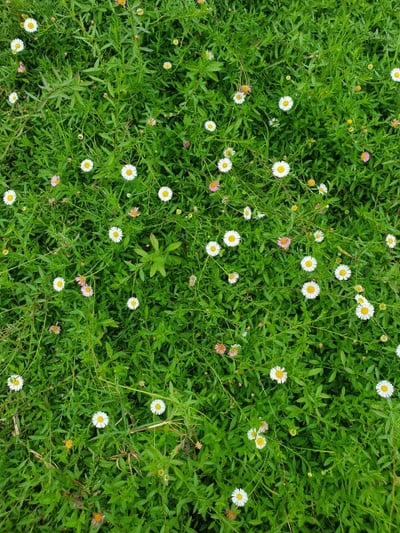 หนาวนี้ที่ม่อนแจ่ม