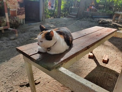 หนาวนี้ที่ม่อนแจ่ม