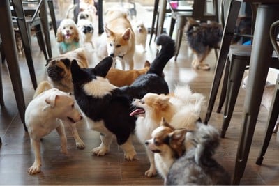 Dog Country Cafe พุทธมณฑลสาย2