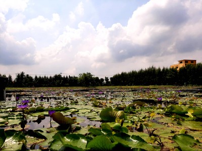 จุดเด่นคือสวนบัวขนาดใหญ่หลากสายพันธุ์