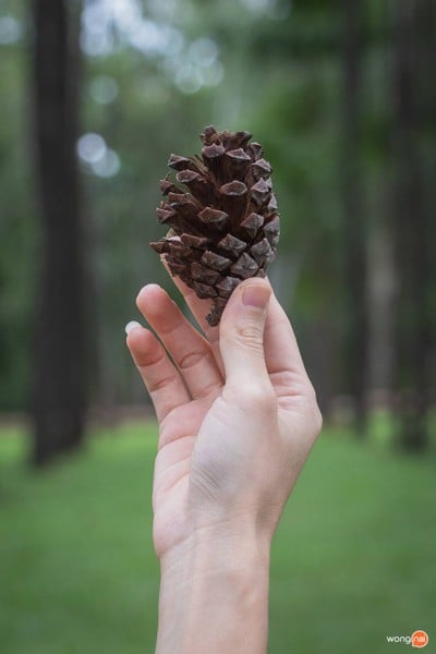 บรรยากาศ สวนสนแม่แตง