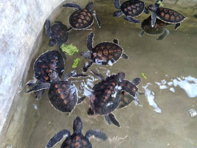 3 วัน 2 คืน ที่หาดเตยงาม สัตหีบ ชลบุรี