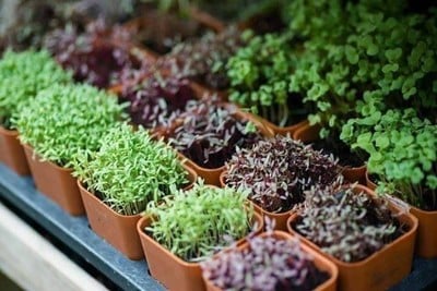 ฟาร์มลุงรีย์ (Uncleree Farm)