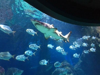 บรรยากาศ Sea Life Bangkok Ocean World