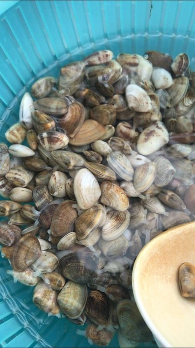 วิธีทำ ผัดหอยเสียบน้ำมันหอย