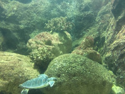 พาราเซลลิ่ง (Parasailing) เกาะเสม็ด