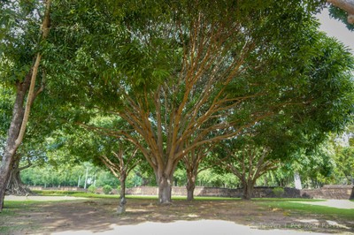 เที่ยววันเดียว - สุโขทัย