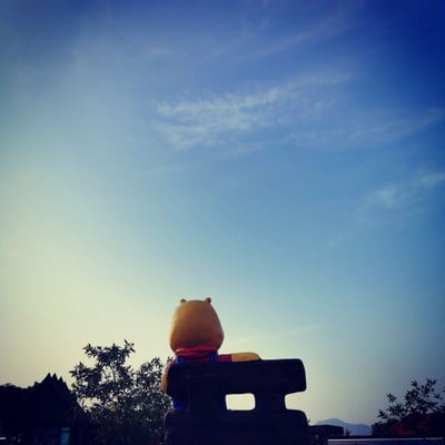 น้องหมีเหงา 