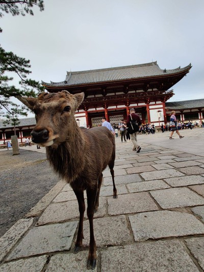 บรรยากาศ Todaiji (The Great Buddha Hall), Nara
