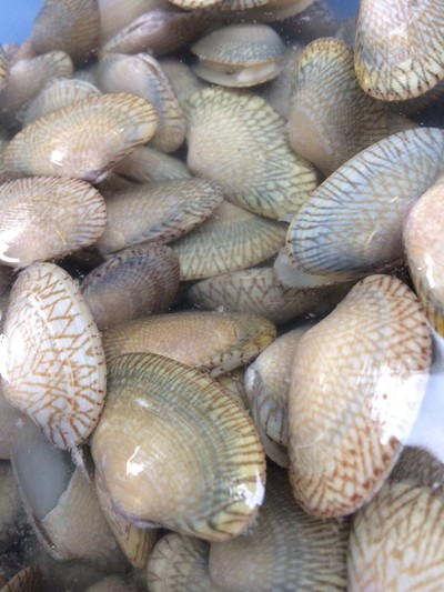 วิธีทำ หอยลายผัดฉ่า