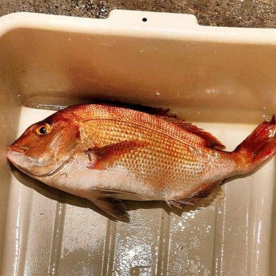 Red Sea Bream / ปลาไท้ (鯛)