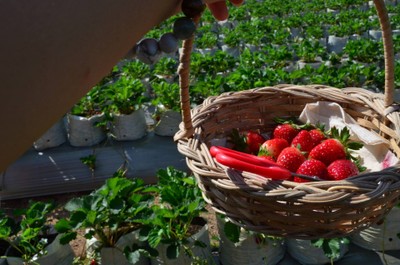 สตรอเบอร์รี่ ขีดละ60฿