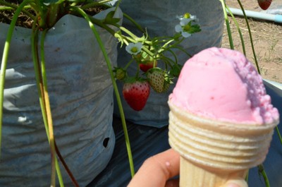 ไอศกรีมรสสตรอเบอร์รี่ที่กินในไร่สตรอเบอร์รี่