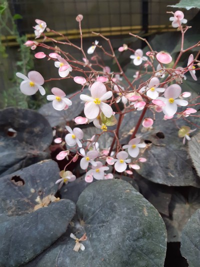 ดอกในสวน