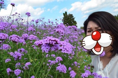 ดอกสีม่วงเยอะมาก