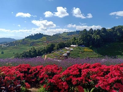 บรรยากาศ ม่อนแจ่ม