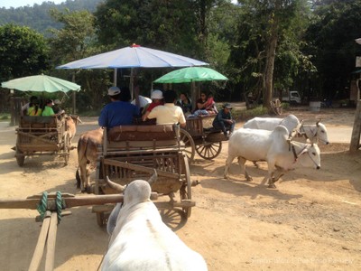 ปางช้างแม่ตะมาน