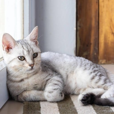 บรรยากาศ makura cat cafe