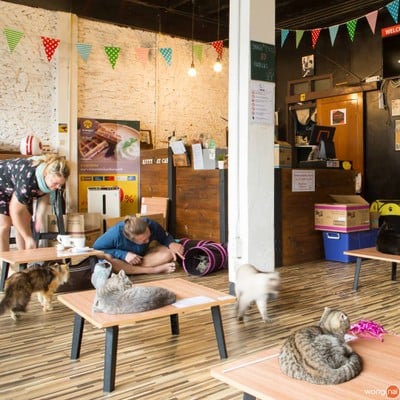 บรรยากาศ Kitty Cat Cafe พระนคร