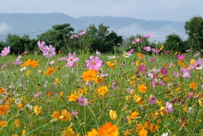 บรรยากาศ เขาใหญ่ flowers