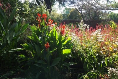 ดอกไม้ภายในสวนพฤกษศาสตร์