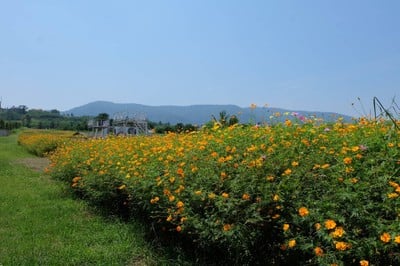 บรรยากาศ เขาใหญ่ flowers