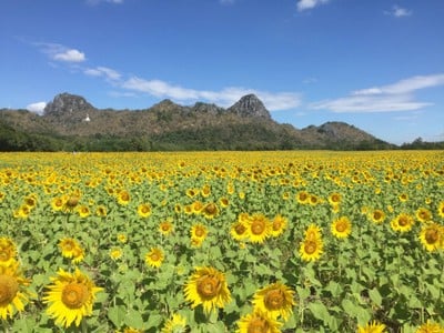 ทุ่งทานตะวันเขาจีนแล