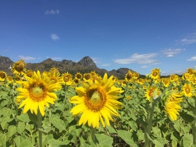 ทุ่งทานตะวันเขาจีนแล