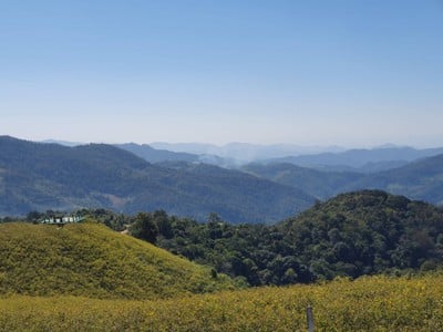 ทุ่งบัวตองดอยแม่อูคอ