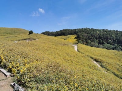 บรรยากาศ ทุ่งบัวตองดอยแม่อูคอ