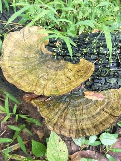 กิน+วิ่ง+เที่ยว (จังหวัดตาก) - ไปตากผ้ากัน