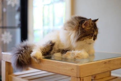 Cat Cafe Healthy Juice ม.รังสิต