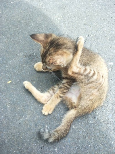 (กิน+วิ่ง+เที่ยว) ภูเก็ต 2 วัน 1 คืน แว๊นมอไซต์เที่ยว